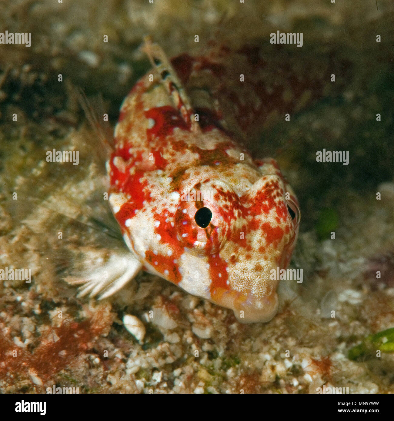 Dragonet, Leierfisch (Synchiropus marmoratus), Pazifik Stock Photo