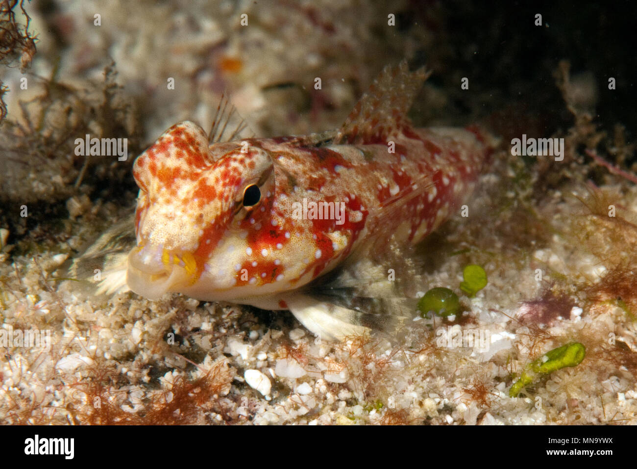 Dragonet, Leierfisch (Synchiropus marmoratus), Pazifik Stock Photo