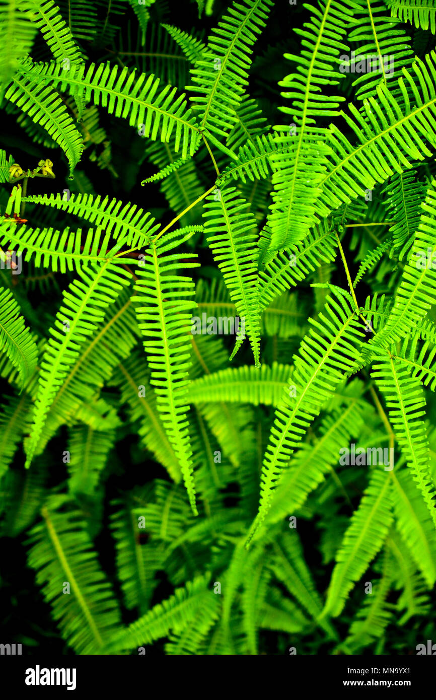 Rainforest leaves hi-res stock photography and images - Alamy