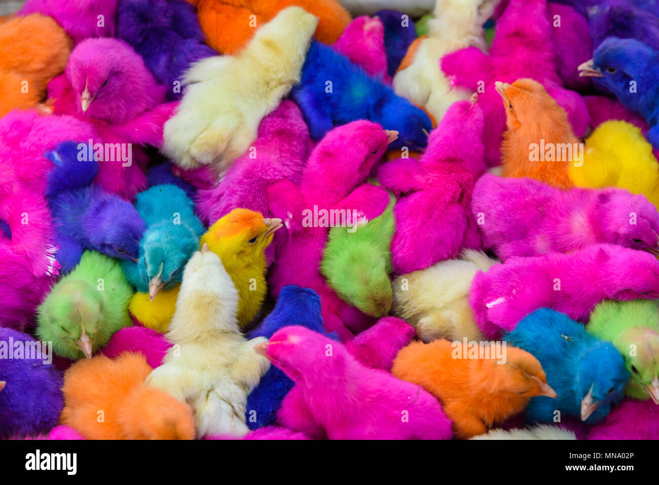 Chickens colored babies. A group of funny, colorful easter chicks Stock
