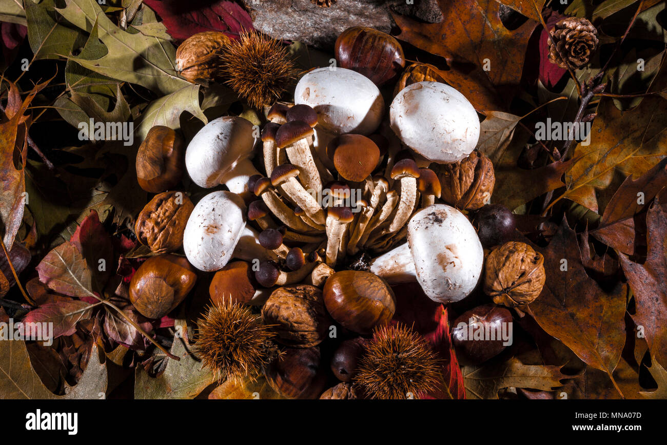 Autumnal still life composition with brown honey mushrooms, white champignon, green, yellow, brown, orange and red leaves, sprigs, dry fruits (chestnu Stock Photo