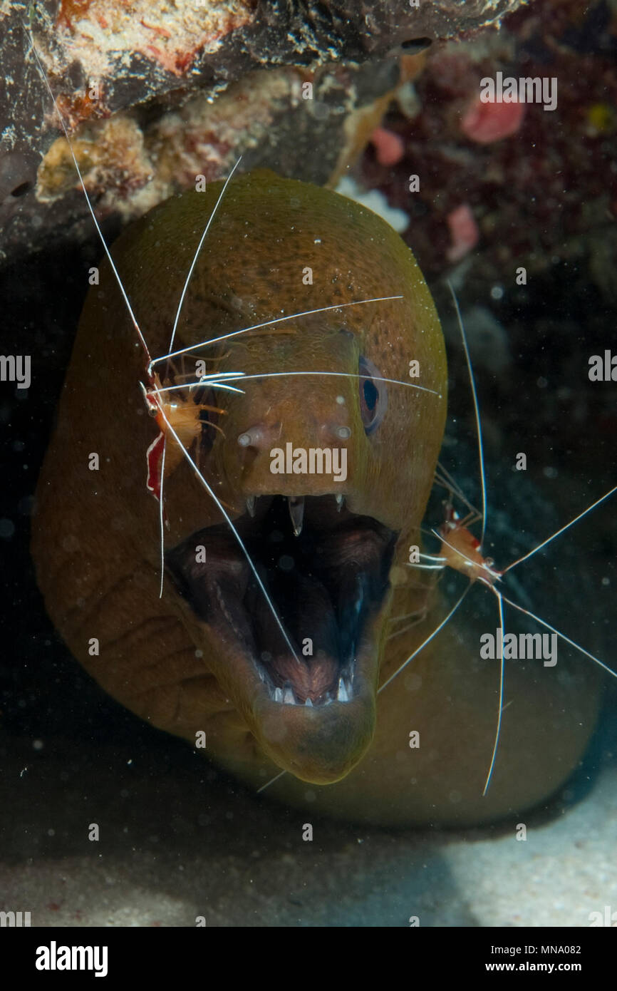 moray eel and cleaner shrimp in coral reef Muräne und Putzergarnele