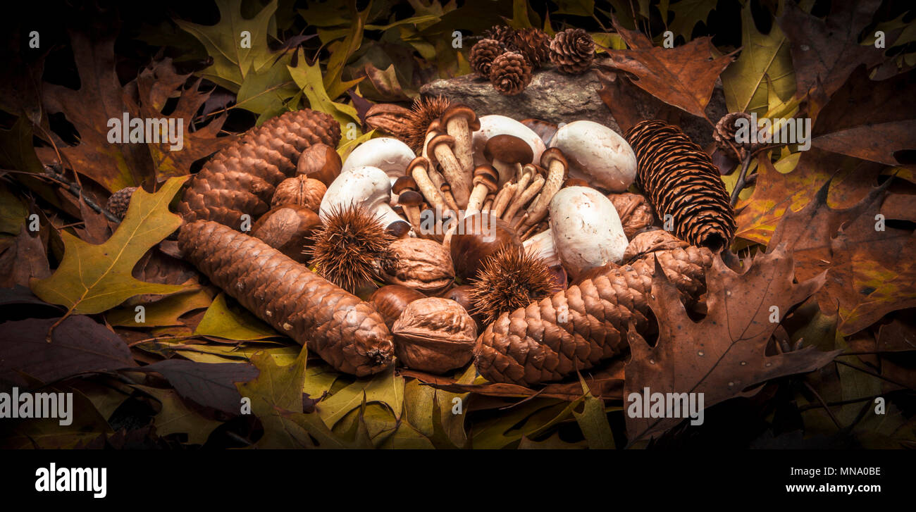 Autumnal still life composition with brown honey mushrooms, white champignon, green, yellow, brown, orange and red leaves, sprigs, pine cones, dry fru Stock Photo