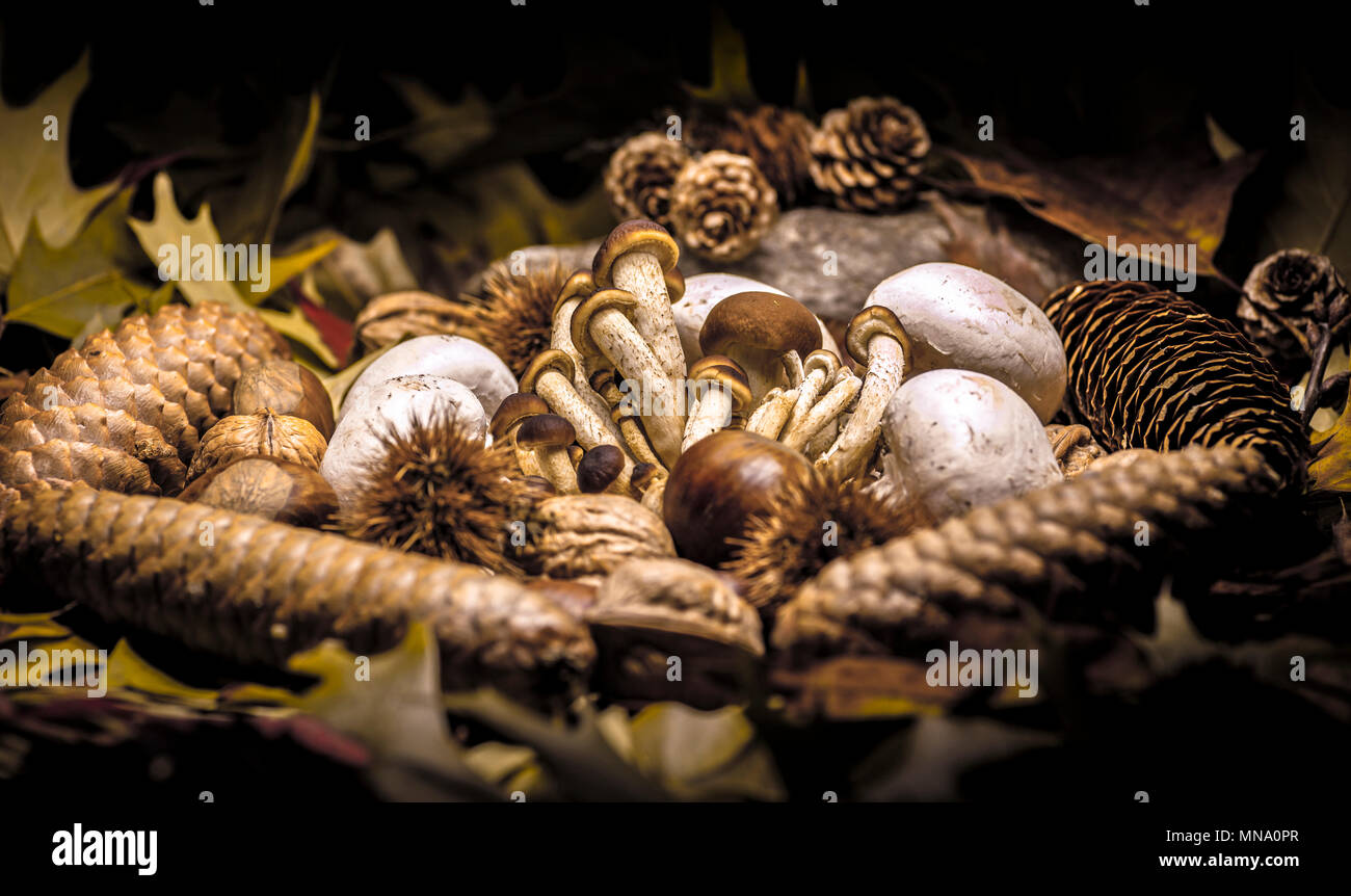 Autumnal still life composition with brown honey mushrooms, white champignon, green, yellow, brown, orange and red leaves, sprigs, pine cones, dry fru Stock Photo