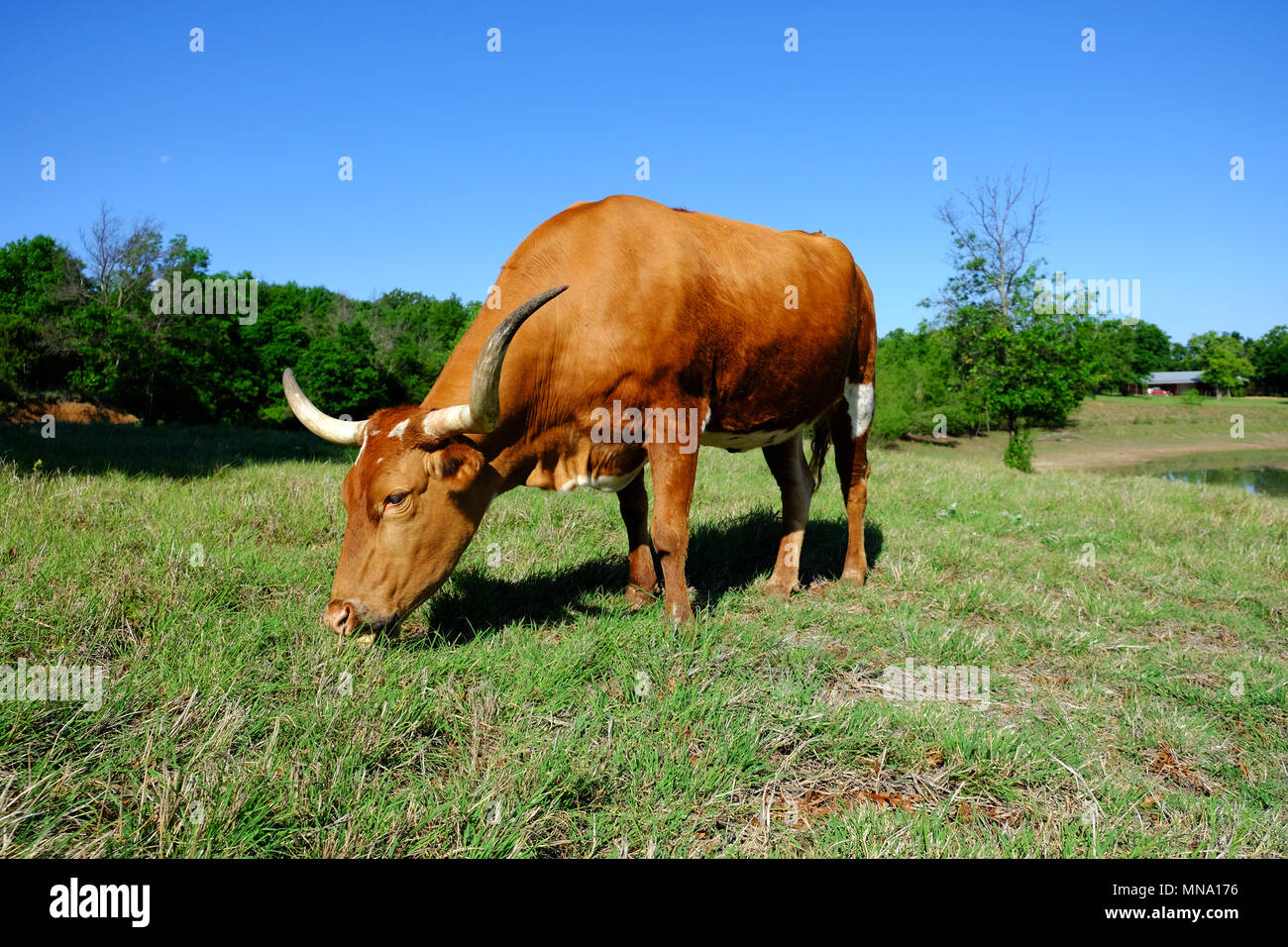 Texas Longhorn Cow High Resolution Stock Photography and Images - Alamy