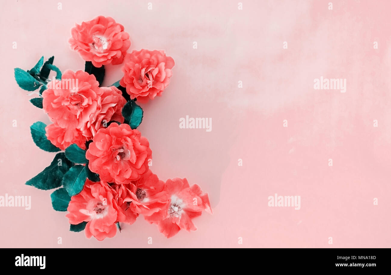 Pretty pink and coral roses with greenery in leaves for graphic.  Room for text or copy. Stock Photo