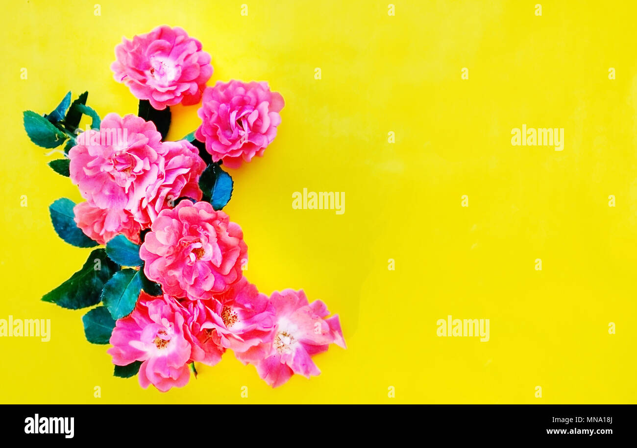 Pretty coral roses with greenery in leaves for graphic.  Room for text or copy against yellow background. Stock Photo