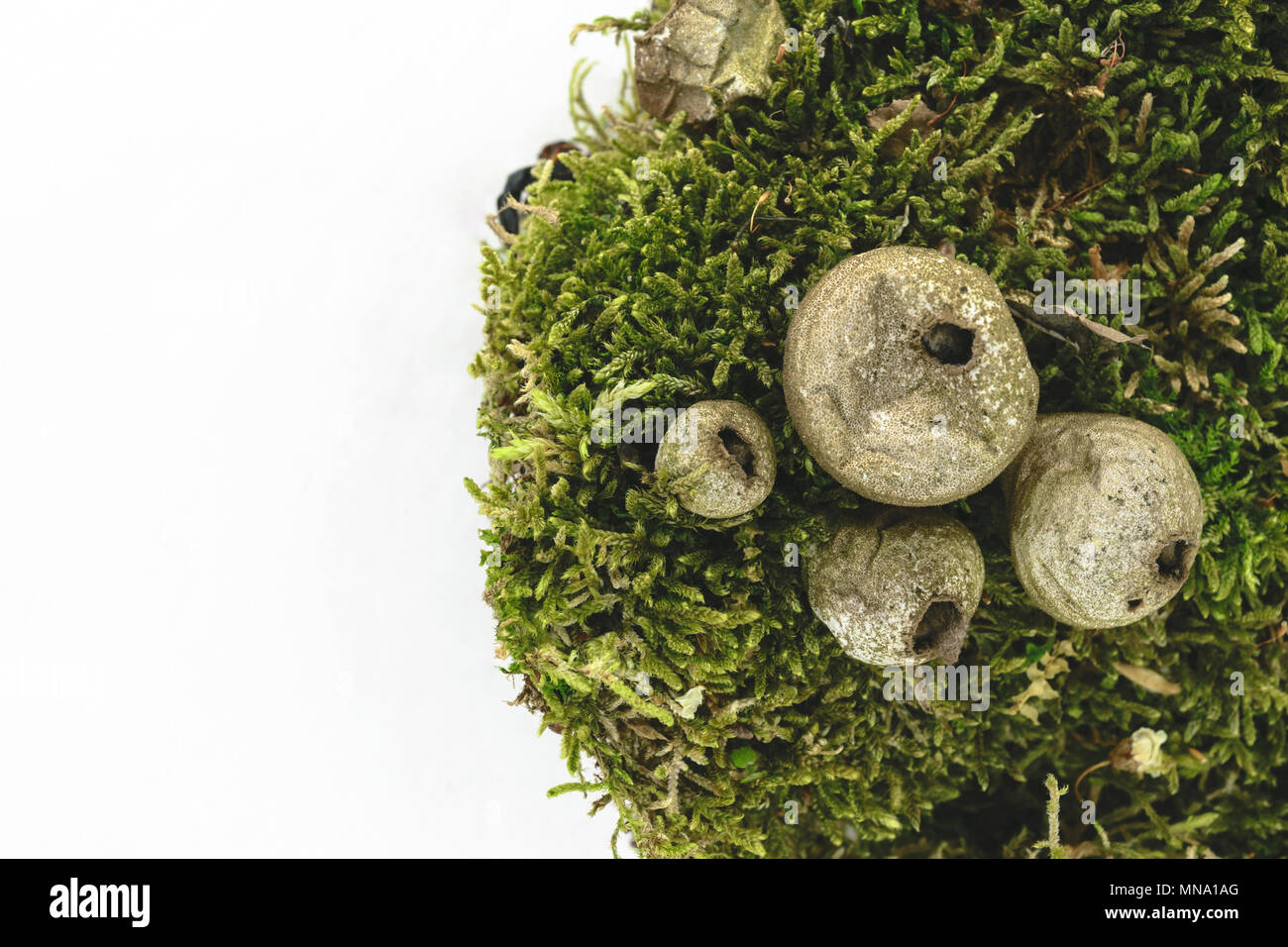 Puffball fungus mushrooms on green moss background isolated on white background surface Stock Photo