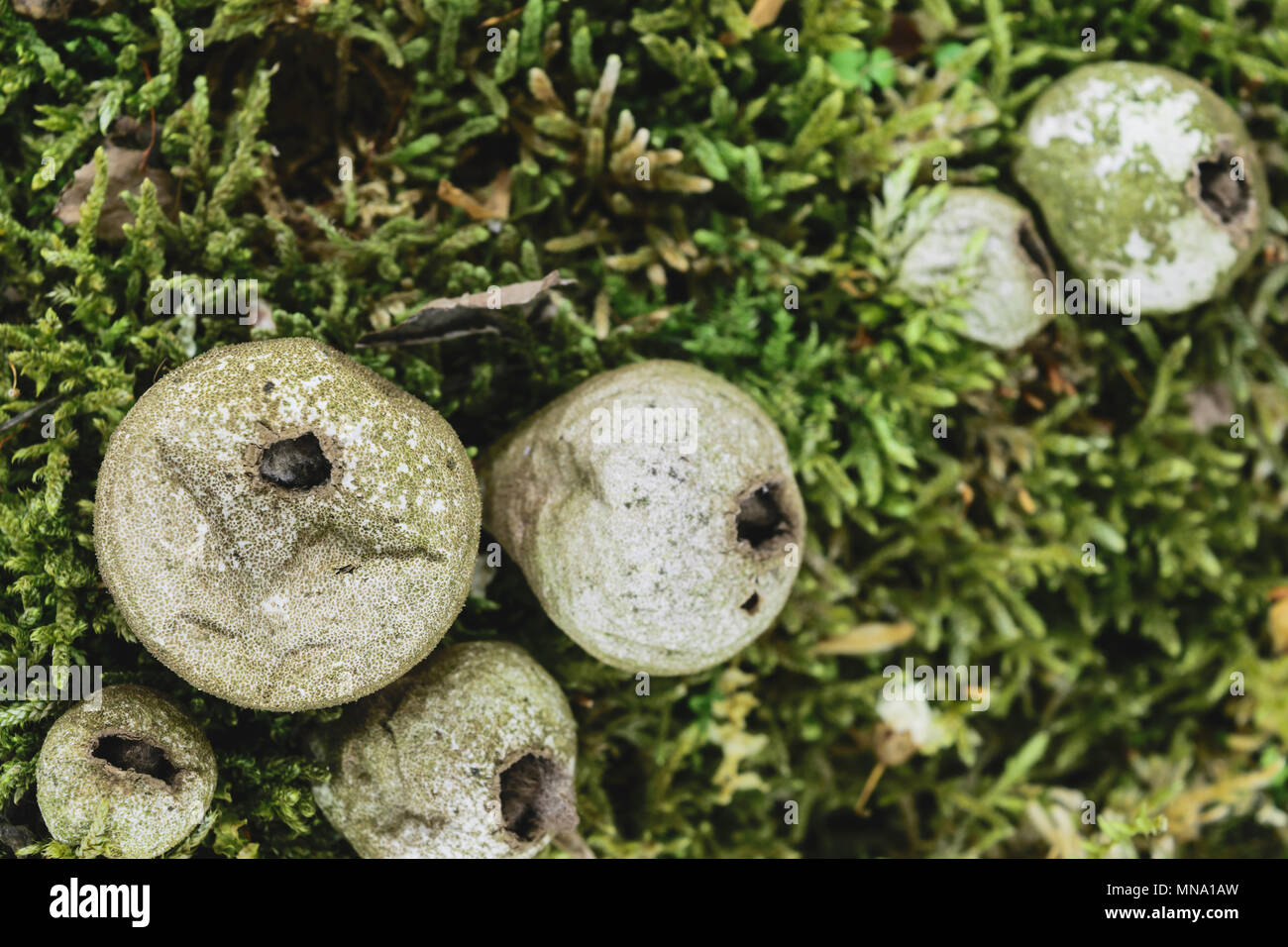 Puffball fungus mushrooms on green moss background. Biggest mushroom is in focus Stock Photo
