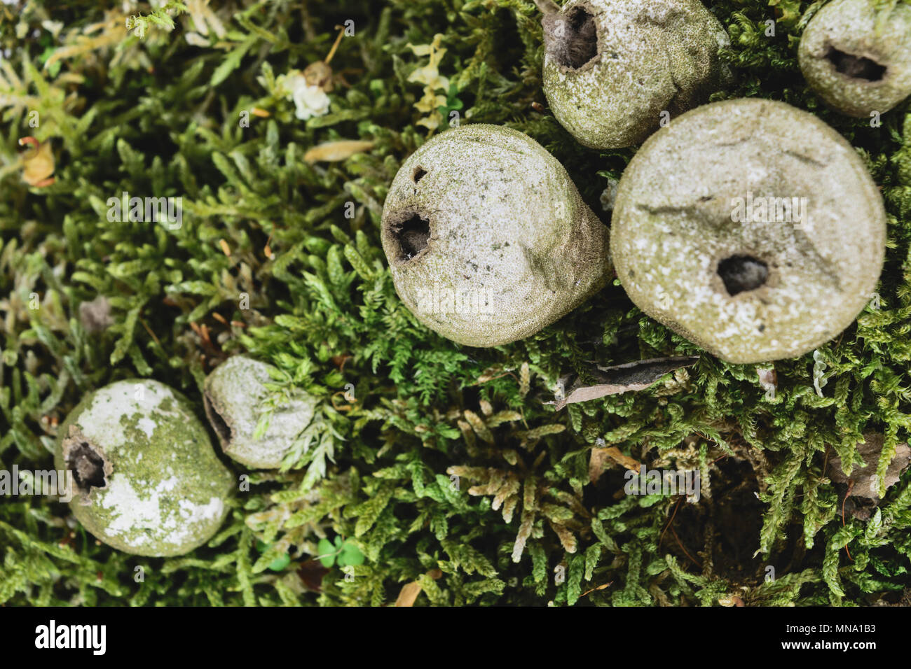 Puffball fungus mushrooms on green moss background. Central mushroom is in focus Stock Photo