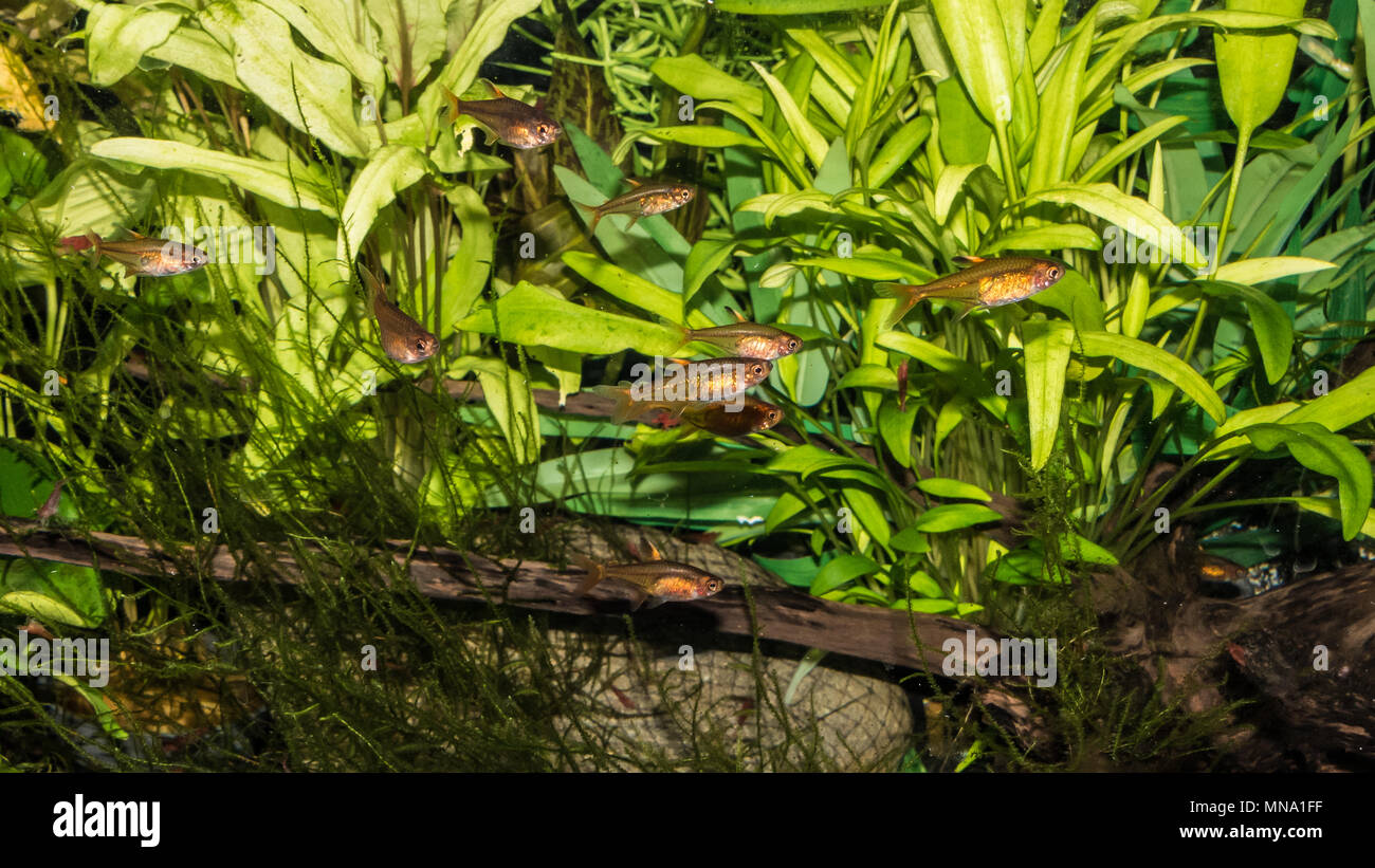 A shot of a group of ember tetra in a tropical fish tank. Stock Photo