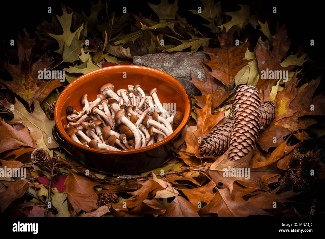 Autumnal still life composition with green, yellow, brown, orange and red leaves, sprigs, pine cones, a rustic clay pot with honey mushrooms, sprigs a Stock Photo