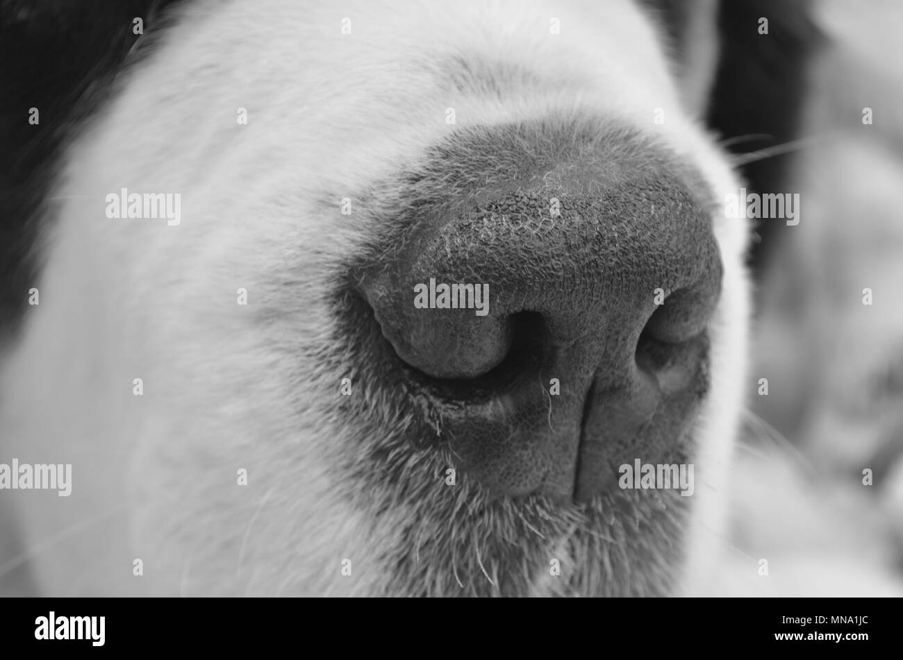 Close Up Dog Nose in Black & White (St Bernard Stock Photo Alamy