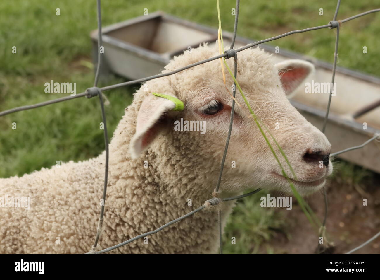 Lamb looking through a fence hires stock photography and images Alamy