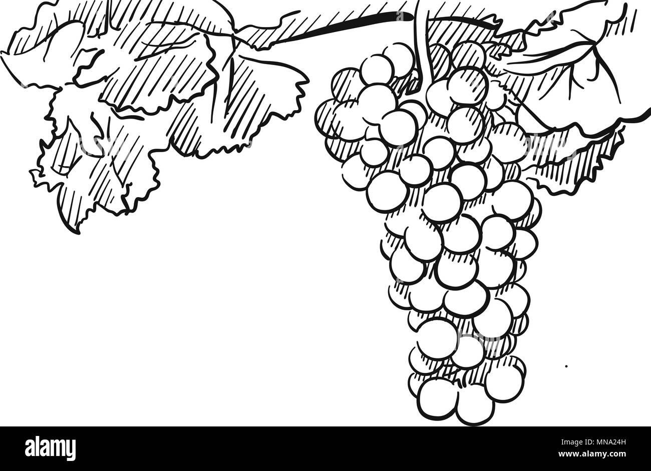 Grapes Vector Hand drawn Sketch, with Leaves, Floral Background Stock Vector