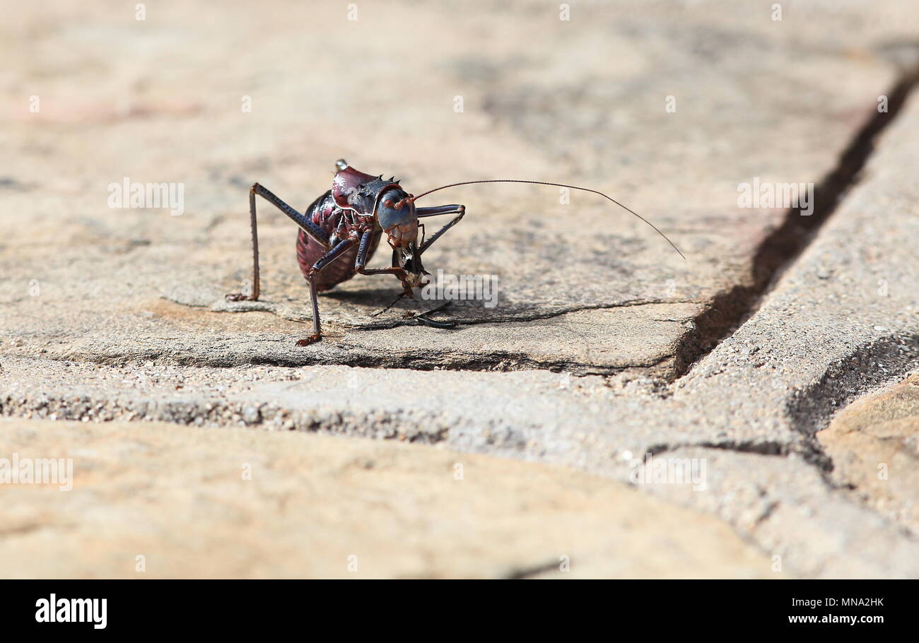 Armoured ground cricket eating fly, Damaraland, Namibia Stock Photo Alamy