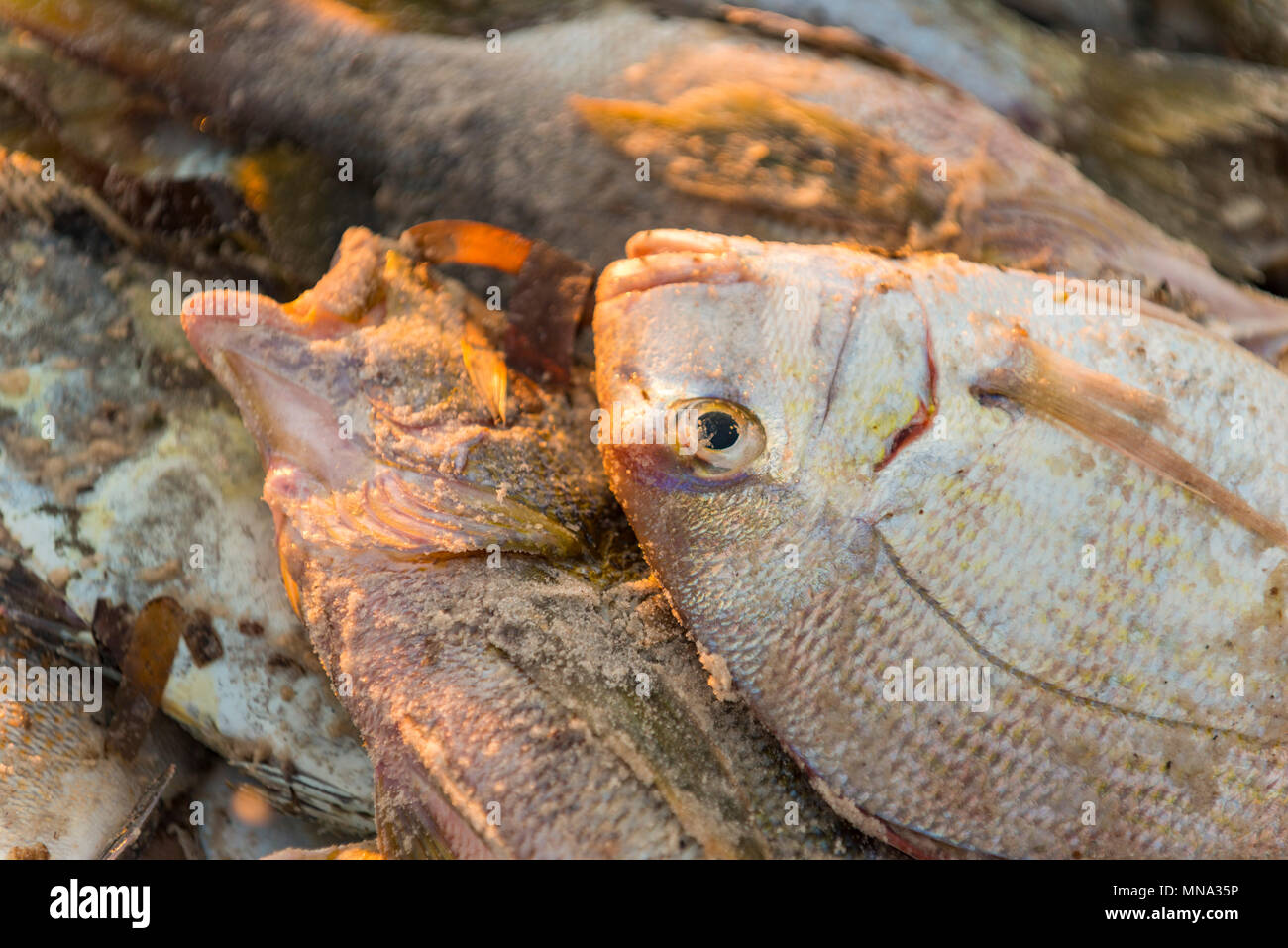 Small Fish Fishing Net Stock Photo 524784346