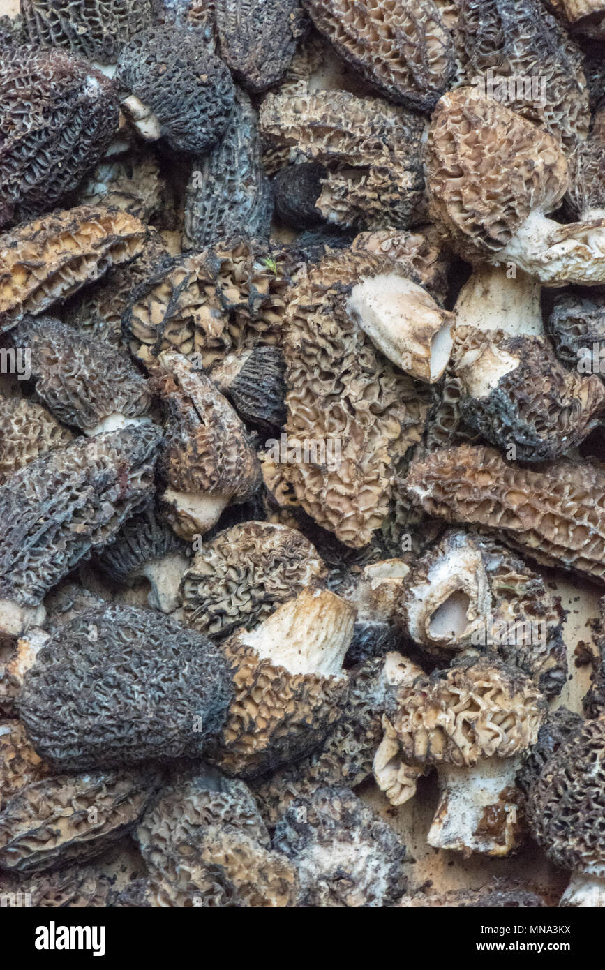 morel mushrooms on a market stall selling edible fungi Stock Photo Alamy