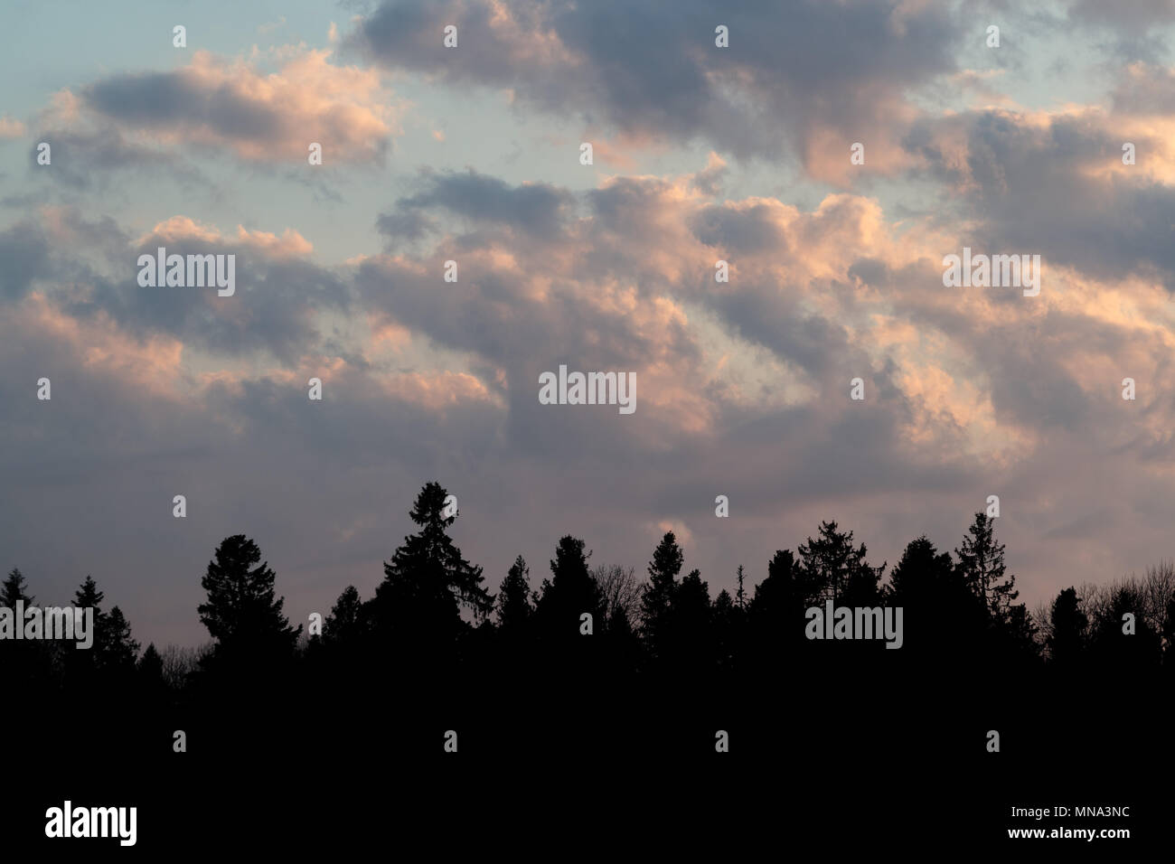 tops of forest trees and clouds on a blue sky Stock Photo - Alamy