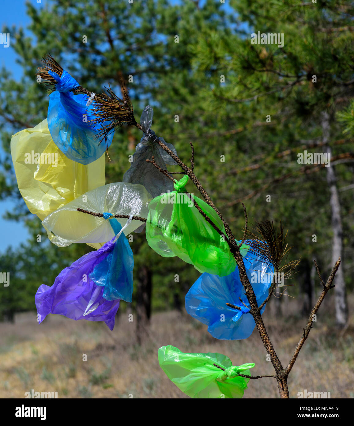 https://c8.alamy.com/comp/MNA4T9/many-multicolored-plastic-bags-hanging-on-a-pine-branch-against-a-background-of-green-forest-on-a-summer-day-the-concept-of-pollution-of-the-environm-MNA4T9.jpg