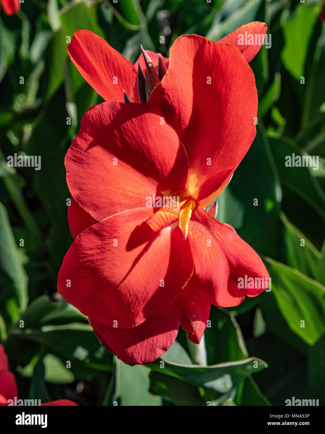 Red canna lilly. Stock Photo