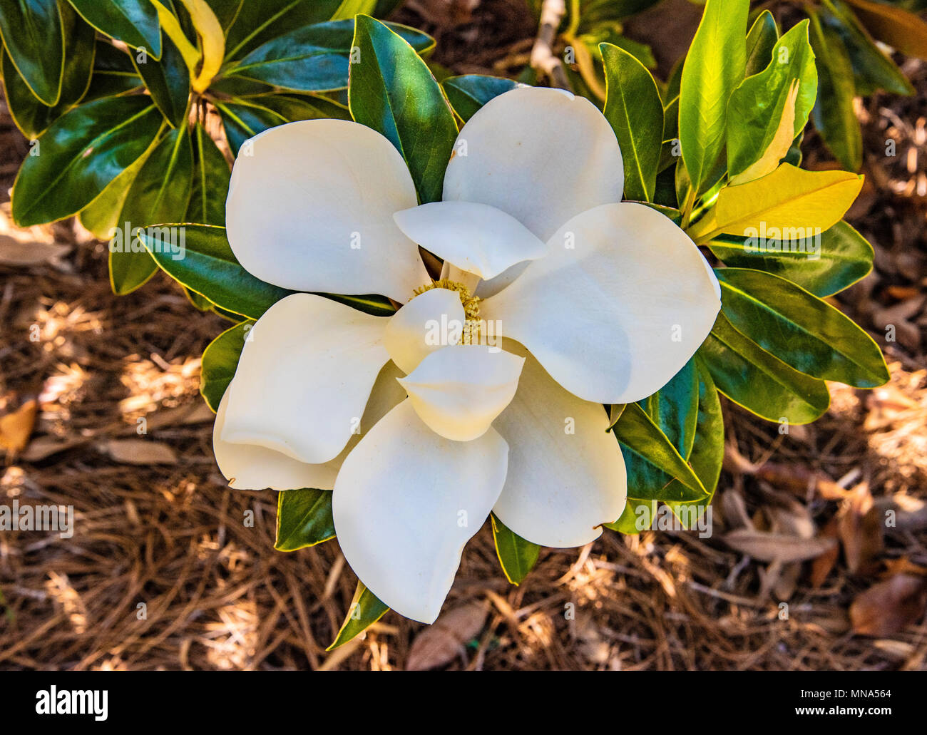 Magnolia virginiana is a small tree widely used in decorative lanscaping in the American Deep South. Stock Photo