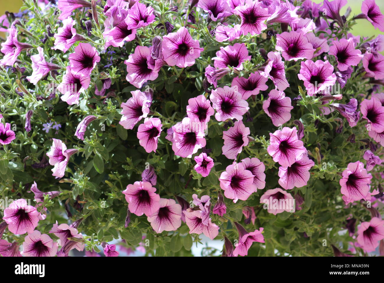 Purple Flower Hanging Basket Stock Photo - Alamy