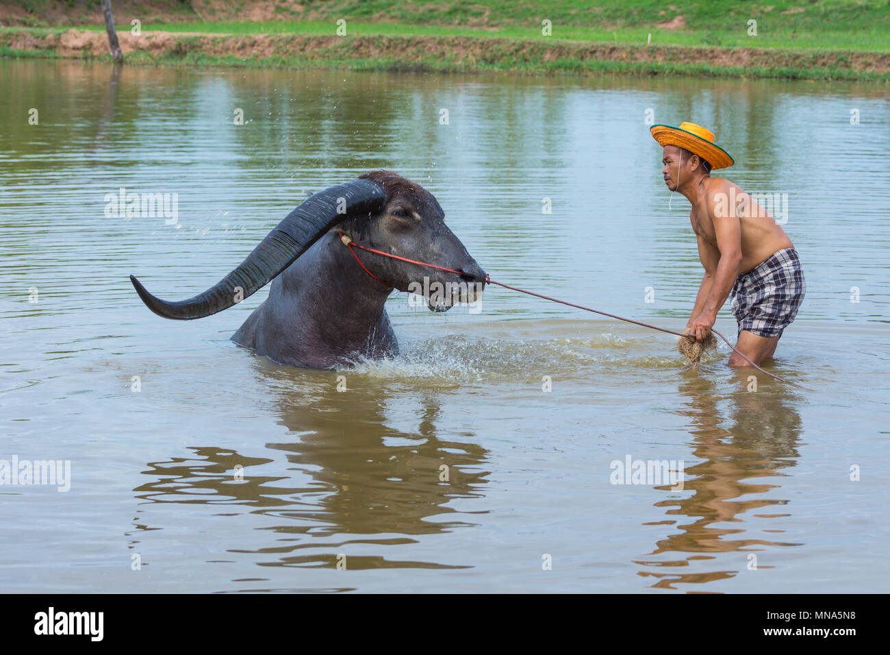 Kalasin, Thailand - May 21, 2016: Cattleman without shirt bathing buffalo with extra long horns in rural swamp in Kalasin, Thailand Stock Photo