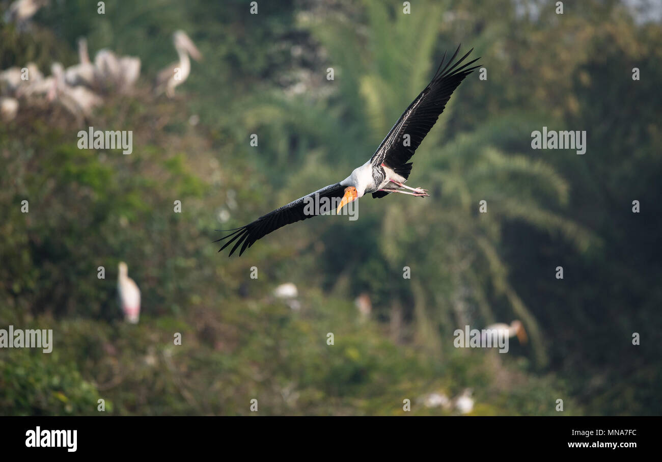 A painted stork bird in flight Stock Photo