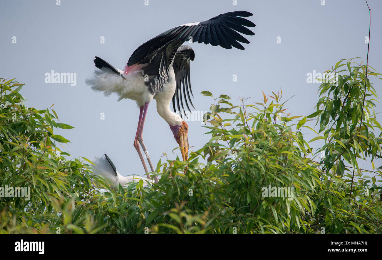 Two painted stork birds during mating rituals Stock Photo