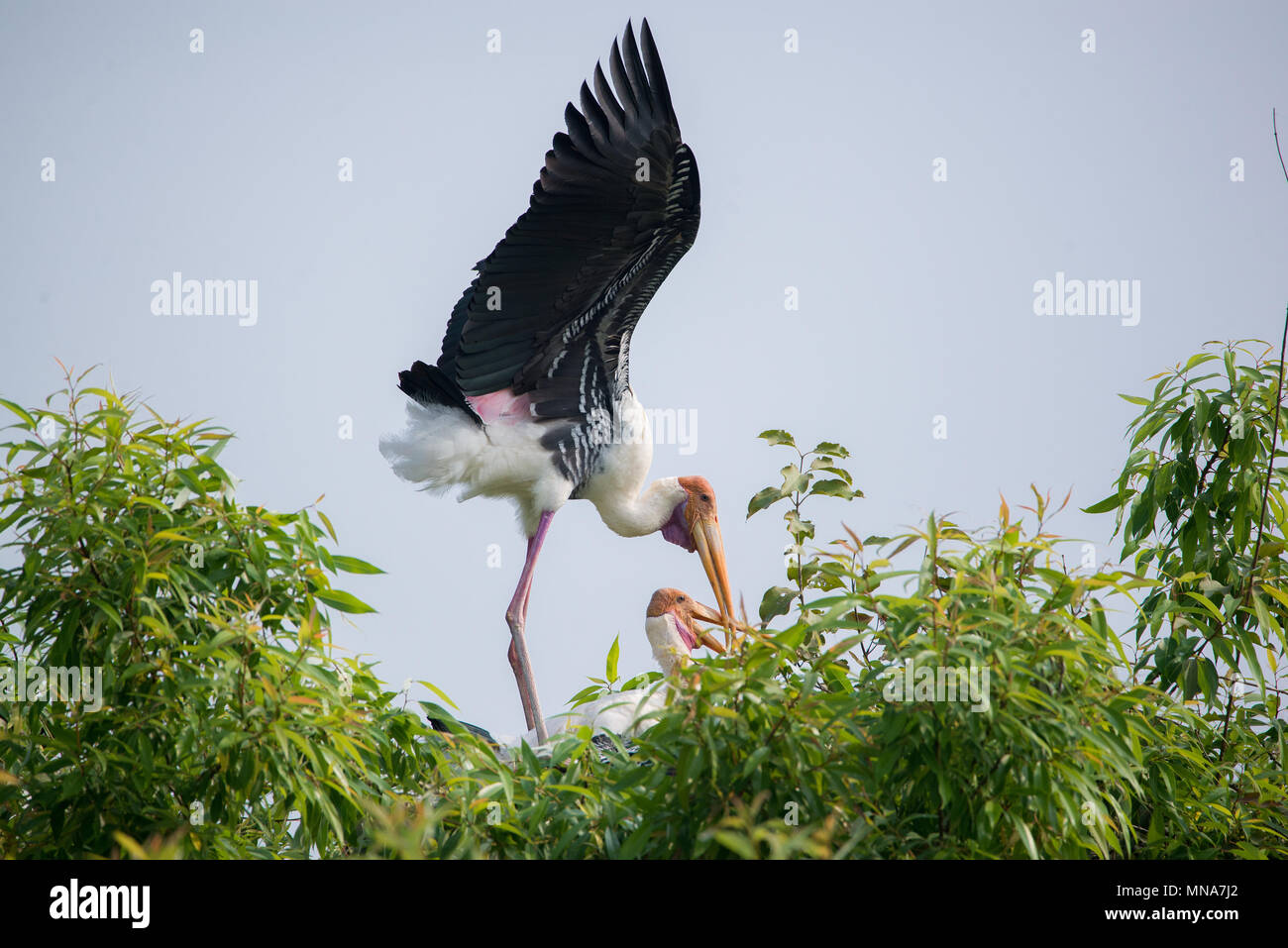 Two painted stork birds during mating rituals Stock Photo