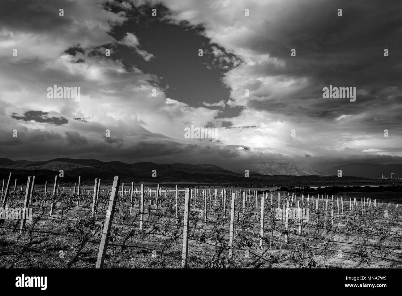 Amazing landscape of vineyard in central Bulgaria with dramatic clouds in the sky and in black and white Stock Photo