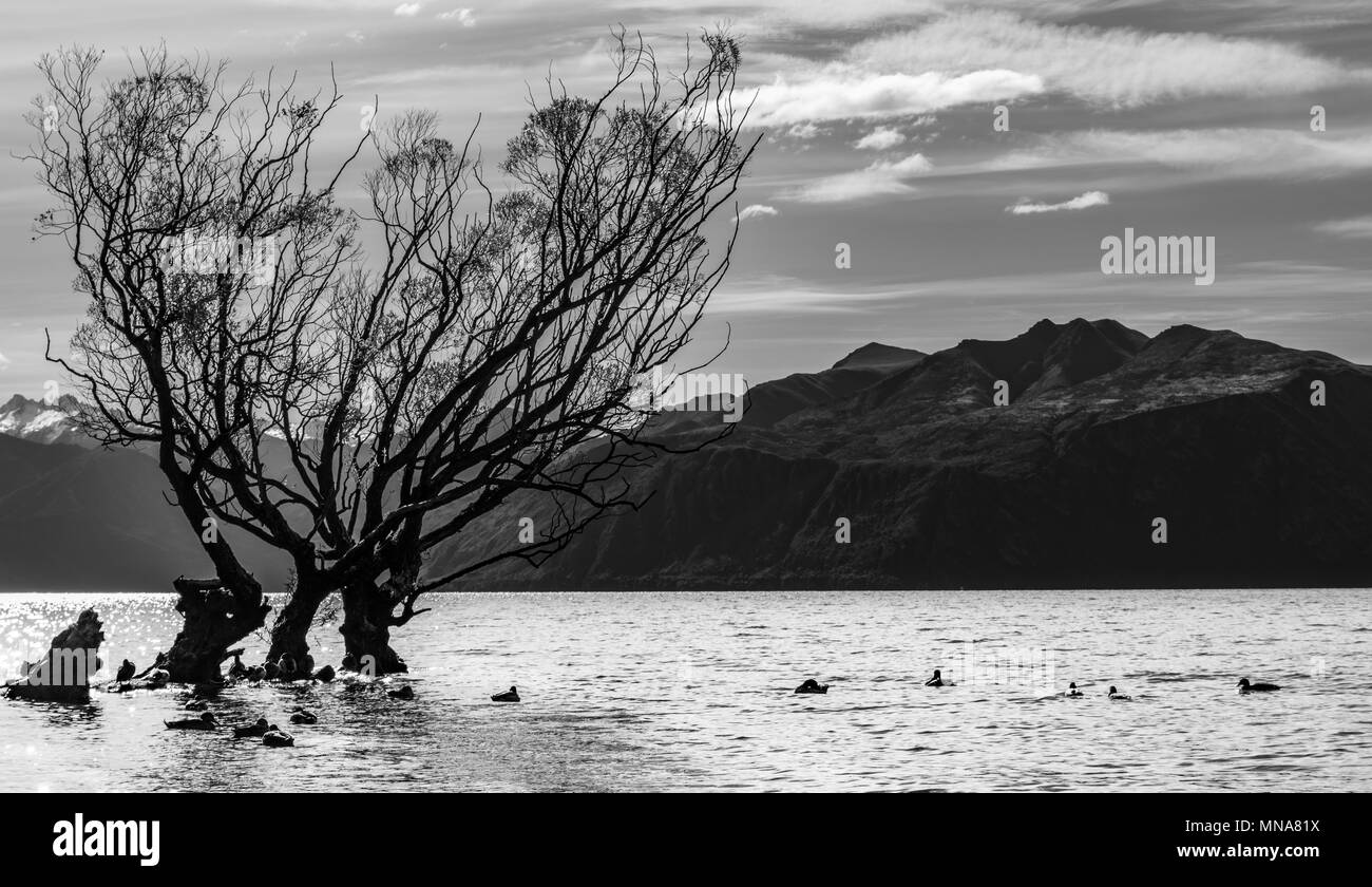 Infamous Wanaka tree in the lake Stock Photo Alamy