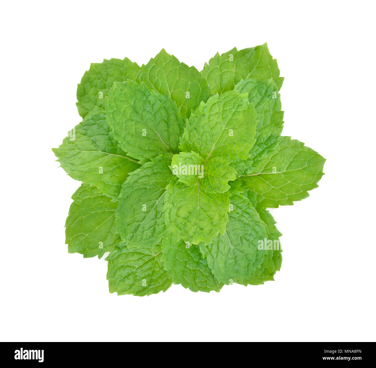 mint leaf on white background Stock Photo Alamy