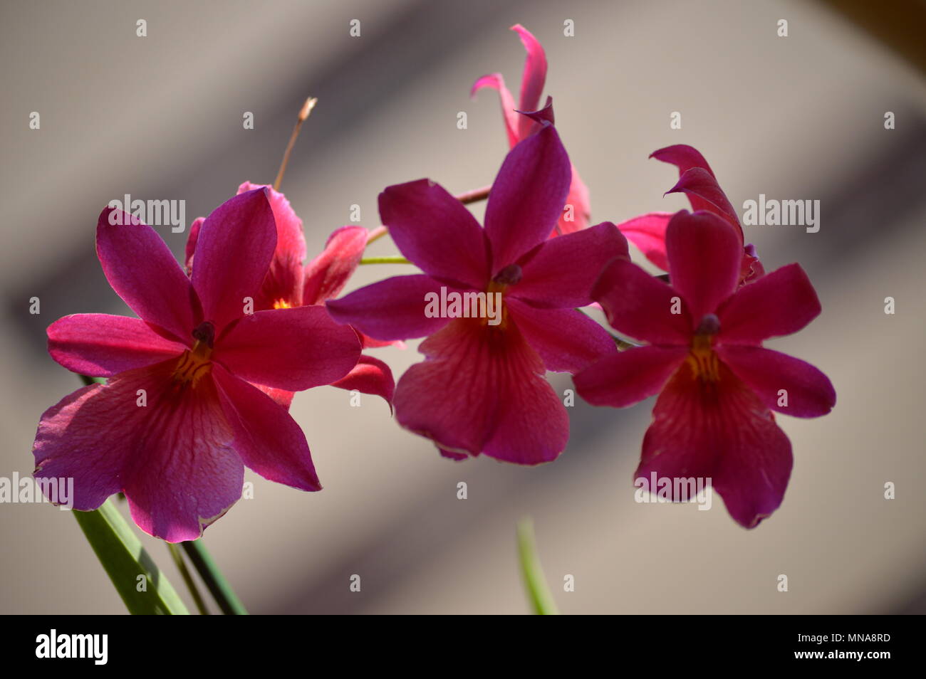 Orchid Dendrobium Berry Oda Pink Red Photograph Of A Stick Replete With Various Flowers. Nature Orchid Botanical Biology Phytology Flowers Plants. May Stock Photo