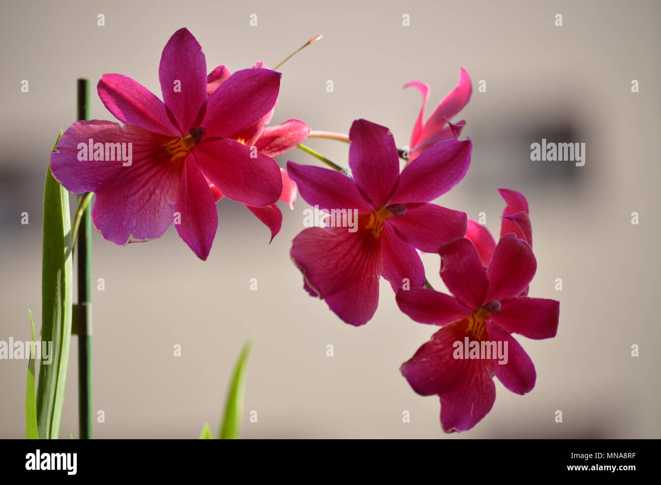 Orchid Dendrobium Berry Oda Pink Red Photograph Of A Stick Replete With Various Flowers. Nature Orchid Botanical Biology Phytology Flowers Plants. May Stock Photo