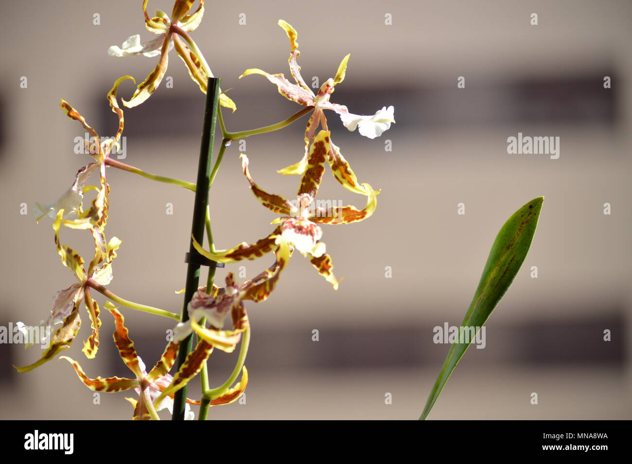 Orchid Brassia Tessa Yellow And Brown Photograph Of Various Flowers On A Stick. Nature Orchid Botanica Biology Phytology Flowers Plants. May 5, 2018.  Stock Photo