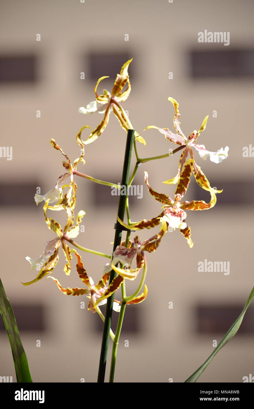 Orchid Brassia Tessa Yellow And Brown Photograph Of Various Flowers On A Stick. Nature Orchid Botanica Biology Phytology Flowers Plants. May 5, 2018.  Stock Photo