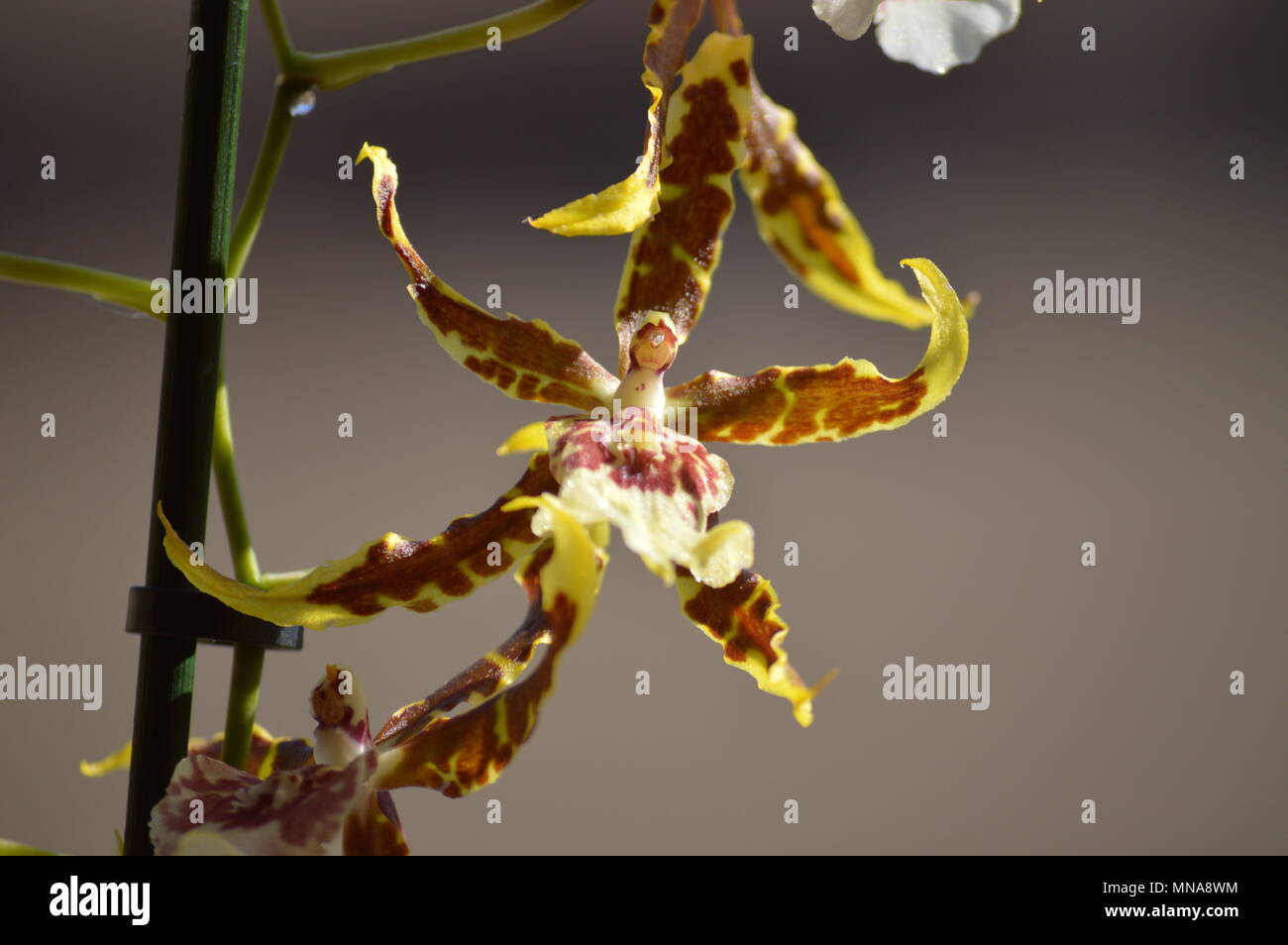 Orchid Brassia Tessa Yellow And Brown Photograph Of A Single Flower. Nature Orchid Botanica Biology Phytology Flowers Plants. May 5, 2018. Madrid Spai Stock Photo