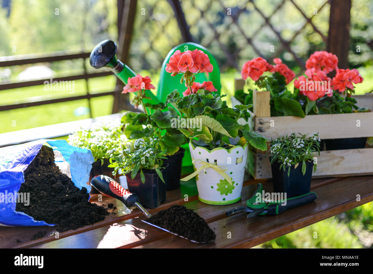 Concept of garden work - planting flowers in a garden gazebo on a sunny morning. Stock Photo