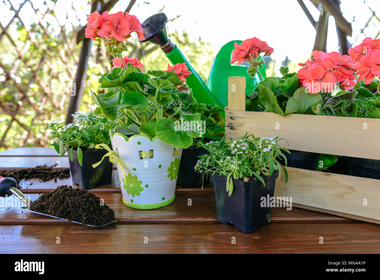 Concept of garden work - planting flowers in a garden gazebo. Stock Photo