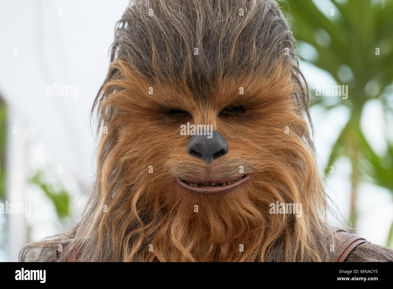 Frente al mar maletero Debe Chewbacca face hi-res stock photography and images - Alamy