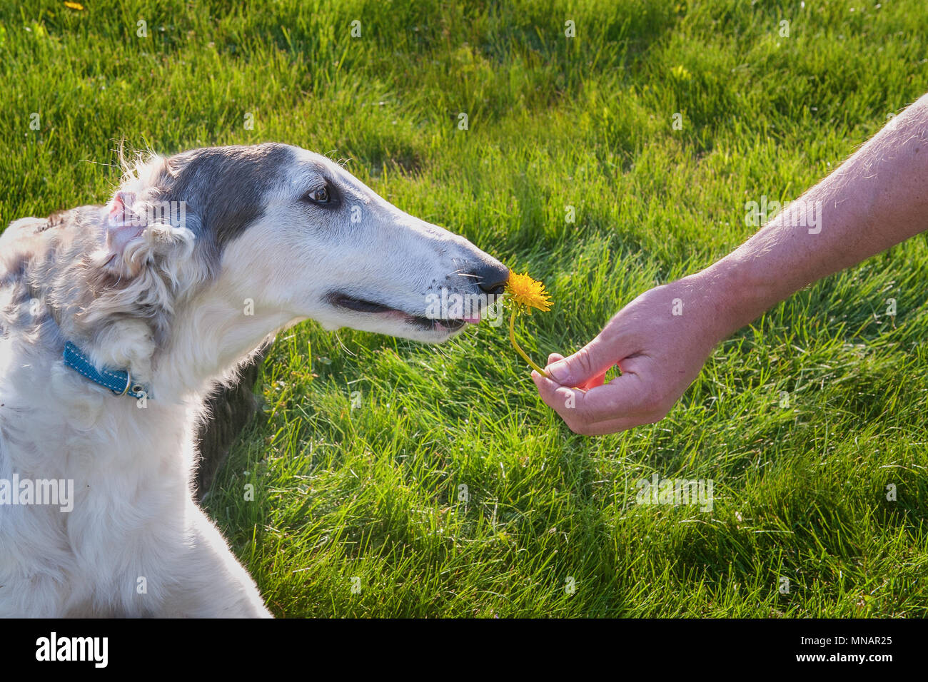 Big White Dog Breed Russian Greyhound With Brown Spots Sniffs