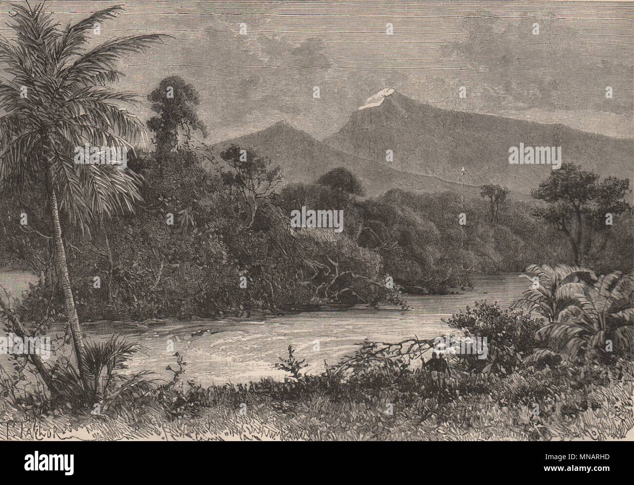 View taken at the foot of the Cameroon Mountains 1885 old antique print ...