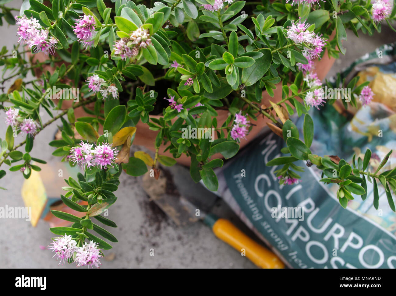 Hebe plant with compost bag and trowel Stock Photo Alamy
