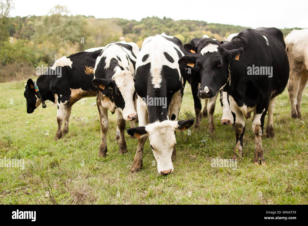 The Herd of Holstein Milk Cows Grazing on Pasture During Warm Sunny Day ...