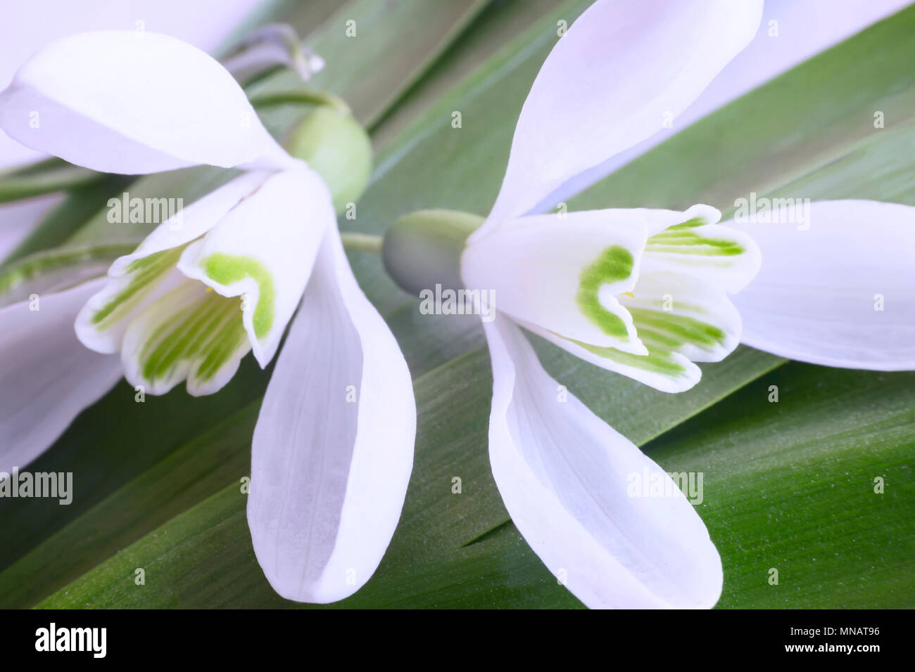 Snowdrops - the first spring flowers. Stock Photo