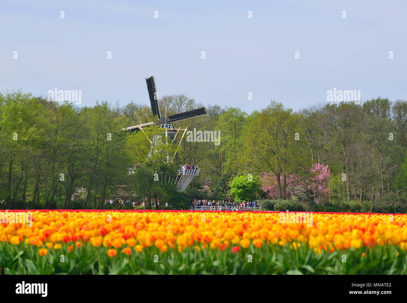 The iconic Windmill inside the Keukenhof Gardens taken from the tulip fields outside, Lisse, Holland, The Netherlands Stock Photo