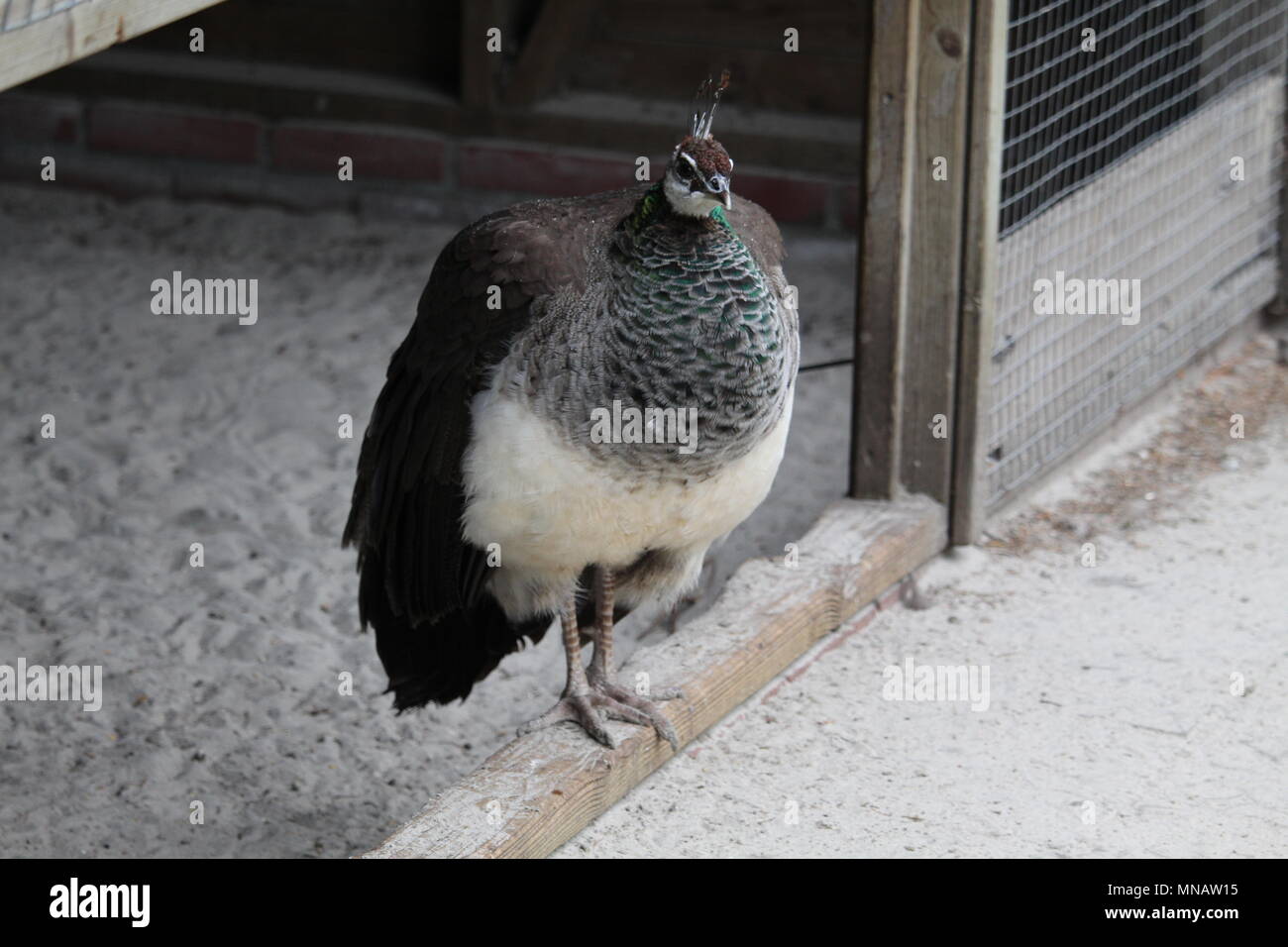 Peacock Close Up Stock Photo - Alamy