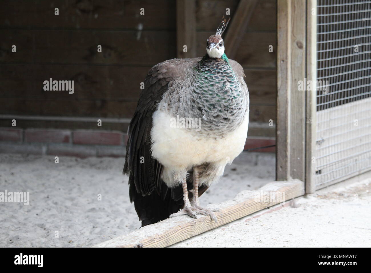 Peacock Close Up Stock Photo - Alamy